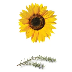 Supergoop! Play Everyday Lotion SPF 50 With Sunflower Extract -Maison Margiela 13313315 1394899087265836