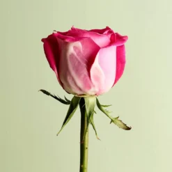 Tata Harper Hyaluronic Gel Moisturizer -Maison Margiela 13313452 2004900348888470